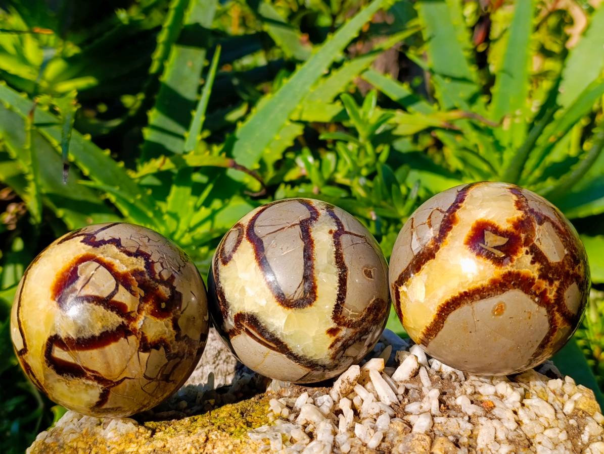 Polished Fossilized Septerye Spheres x 6 From Mahajanga, Madagascar - Toprock Gemstones and Minerals 