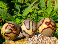 Polished Fossilized Septerye Spheres x 6 From Mahajanga, Madagascar