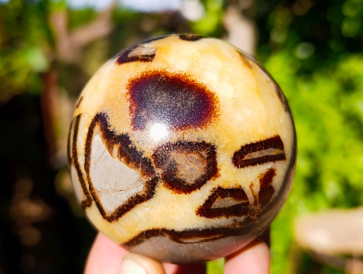 Polished Fossilized Septerye Spheres x 6 From Mahajanga, Madagascar - Toprock Gemstones and Minerals 