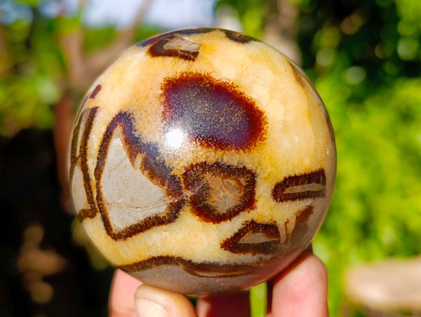 Polished Fossilized Septerye Spheres x 6 From Mahajanga, Madagascar