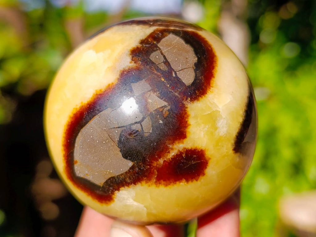 Polished Fossilized Septerye Spheres x 6 From Mahajanga, Madagascar - Toprock Gemstones and Minerals 