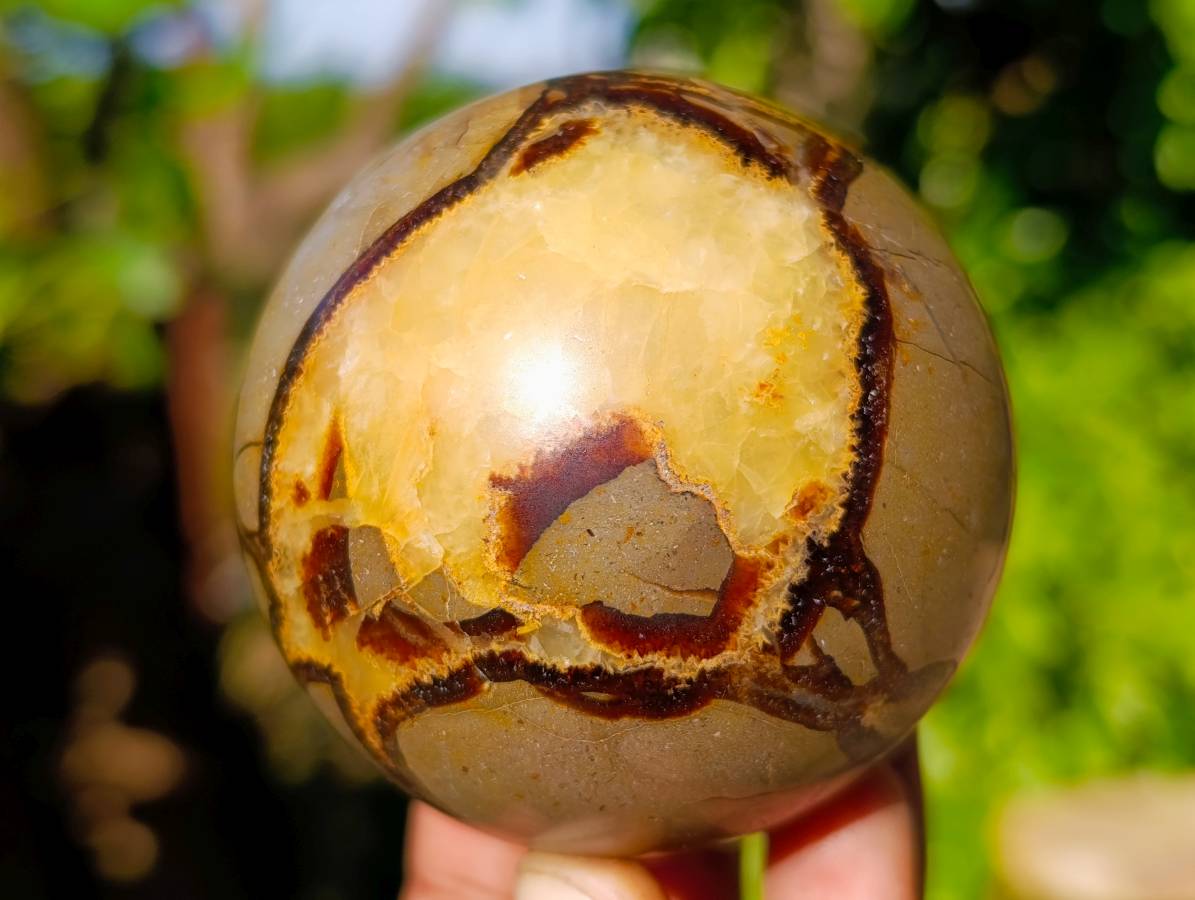 Polished Fossilized Septerye Spheres x 6 From Mahajanga, Madagascar - Toprock Gemstones and Minerals 