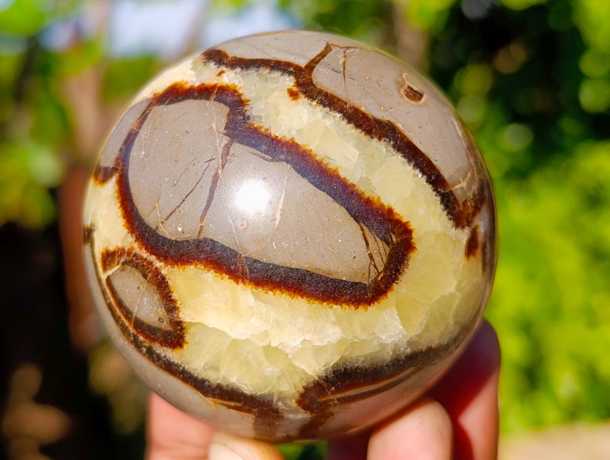 Polished Fossilized Septerye Spheres x 6 From Mahajanga, Madagascar - Toprock Gemstones and Minerals 