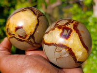 Polished Fossilized Septerye Spheres x 6 From Mahajanga, Madagascar