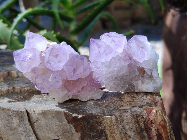 Natural Sunburst Amethyst Spirit Quartz Clusters x 12 From Boekenhouthoek, South Africa