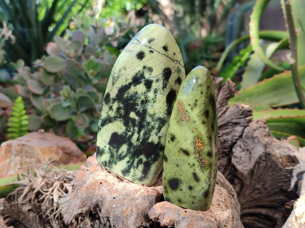 Polished Leopard Stone Standing Free Forms x 5 From Nyanga, Zimbabwe - Toprock Gemstones and Minerals 