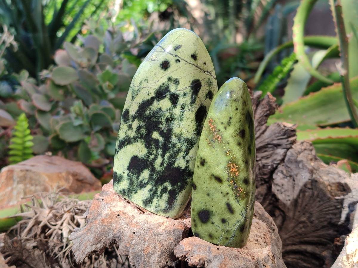 Polished Leopard Stone Standing Free Forms x 5 From Nyanga, Zimbabwe - Toprock Gemstones and Minerals 