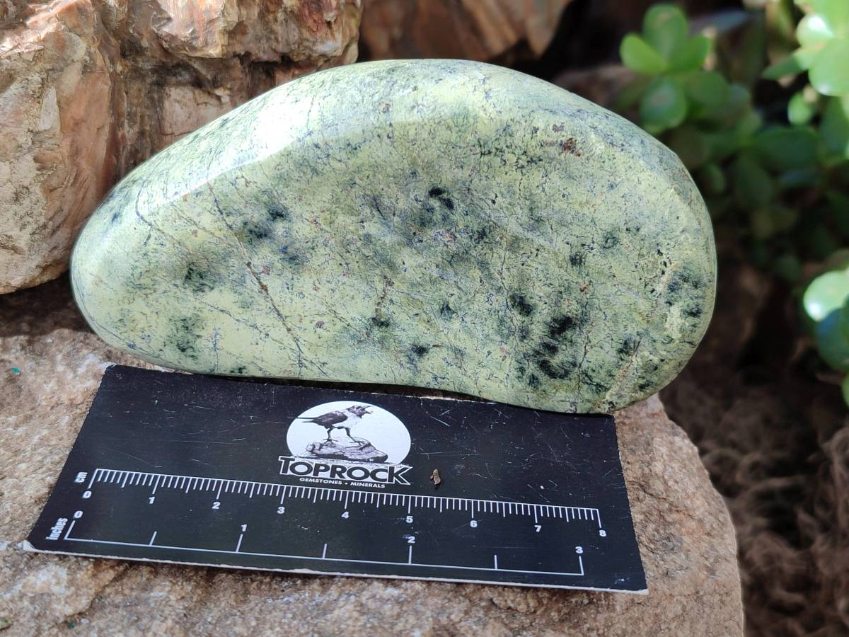 Polished Leopard Stone Standing Free Forms x 5 From Nyanga, Zimbabwe - Toprock Gemstones and Minerals 