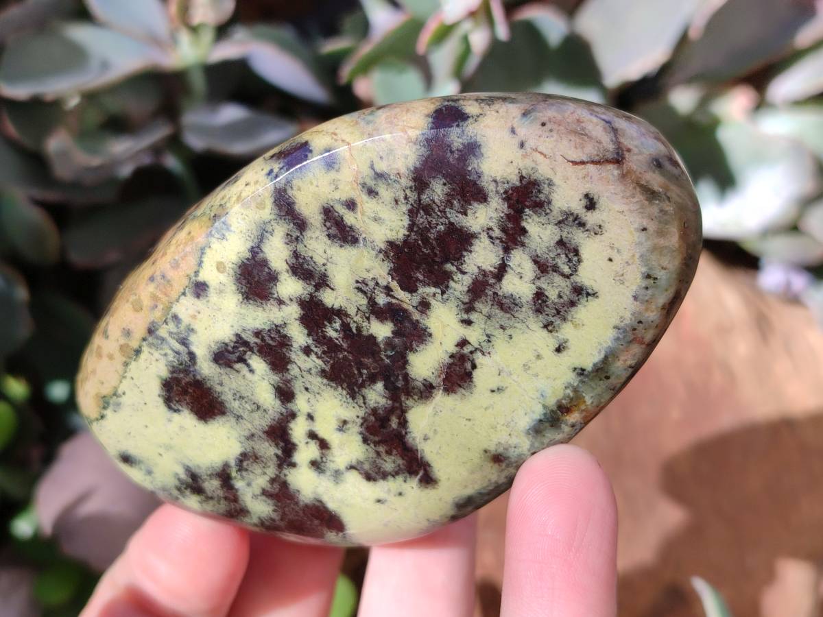 Polished Leopard Stone Standing Free Forms x 5 From Nyanga, Zimbabwe - Toprock Gemstones and Minerals 