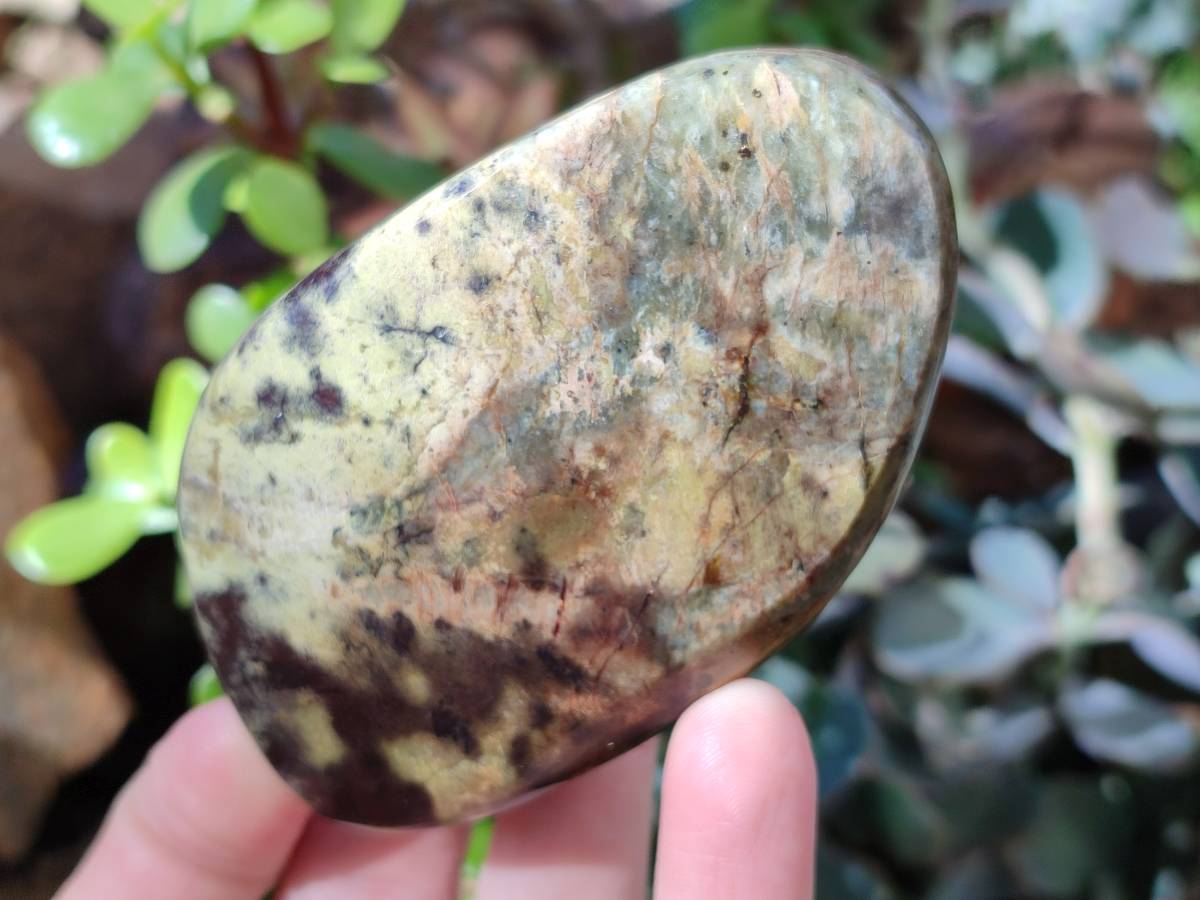 Polished Leopard Stone Standing Free Forms x 5 From Nyanga, Zimbabwe - Toprock Gemstones and Minerals 
