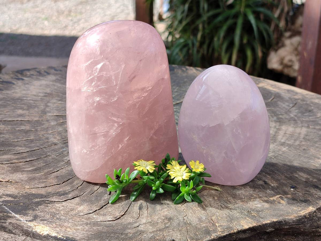 Polished Rose Quartz Standing Free Forms x 2 Madagascar - Toprock Gemstones and Minerals 