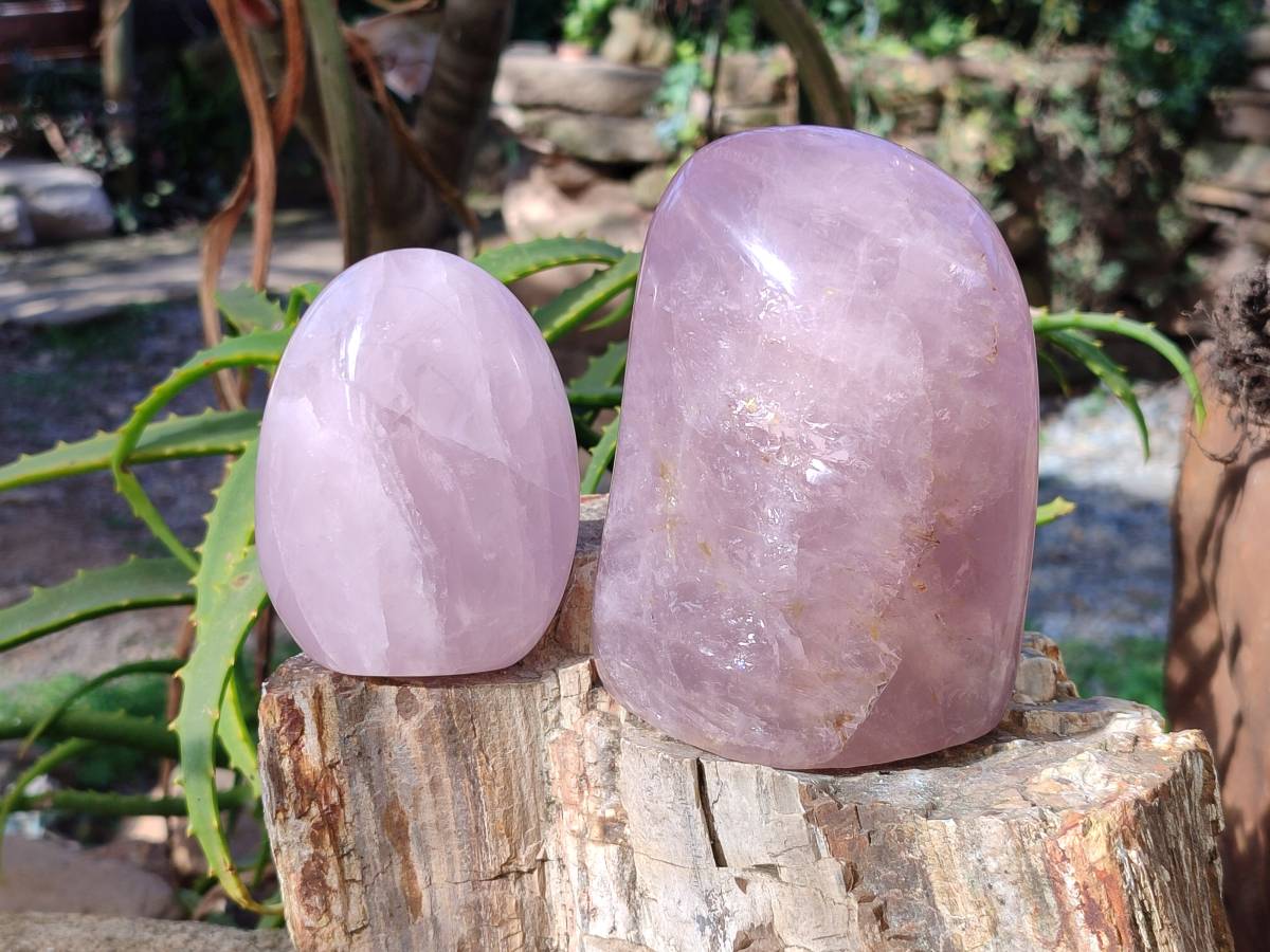 Polished Rose Quartz Standing Free Forms x 2 Madagascar - Toprock Gemstones and Minerals 