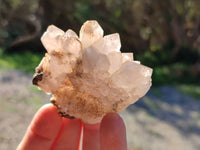 Natural Smokey Quartz Crystals x 5 From Brandberg, Namibia