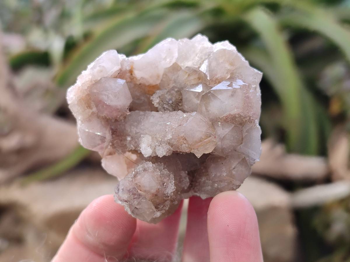 Natural Fairy Spirit Quartz Clusters x 12 From Boekenhouthoek, South Africa - Toprock Gemstones and Minerals 