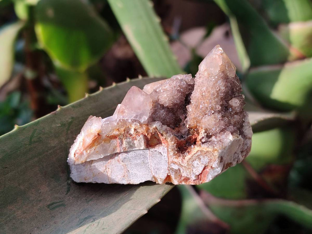 Natural Fairy Spirit Quartz Clusters x 12 From Boekenhouthoek, South Africa - Toprock Gemstones and Minerals 