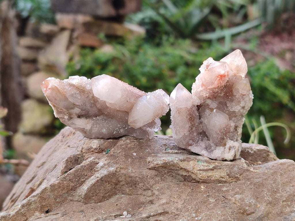 Natural Fairy Spirit Quartz Clusters x 12 From Boekenhouthoek, South Africa - Toprock Gemstones and Minerals 