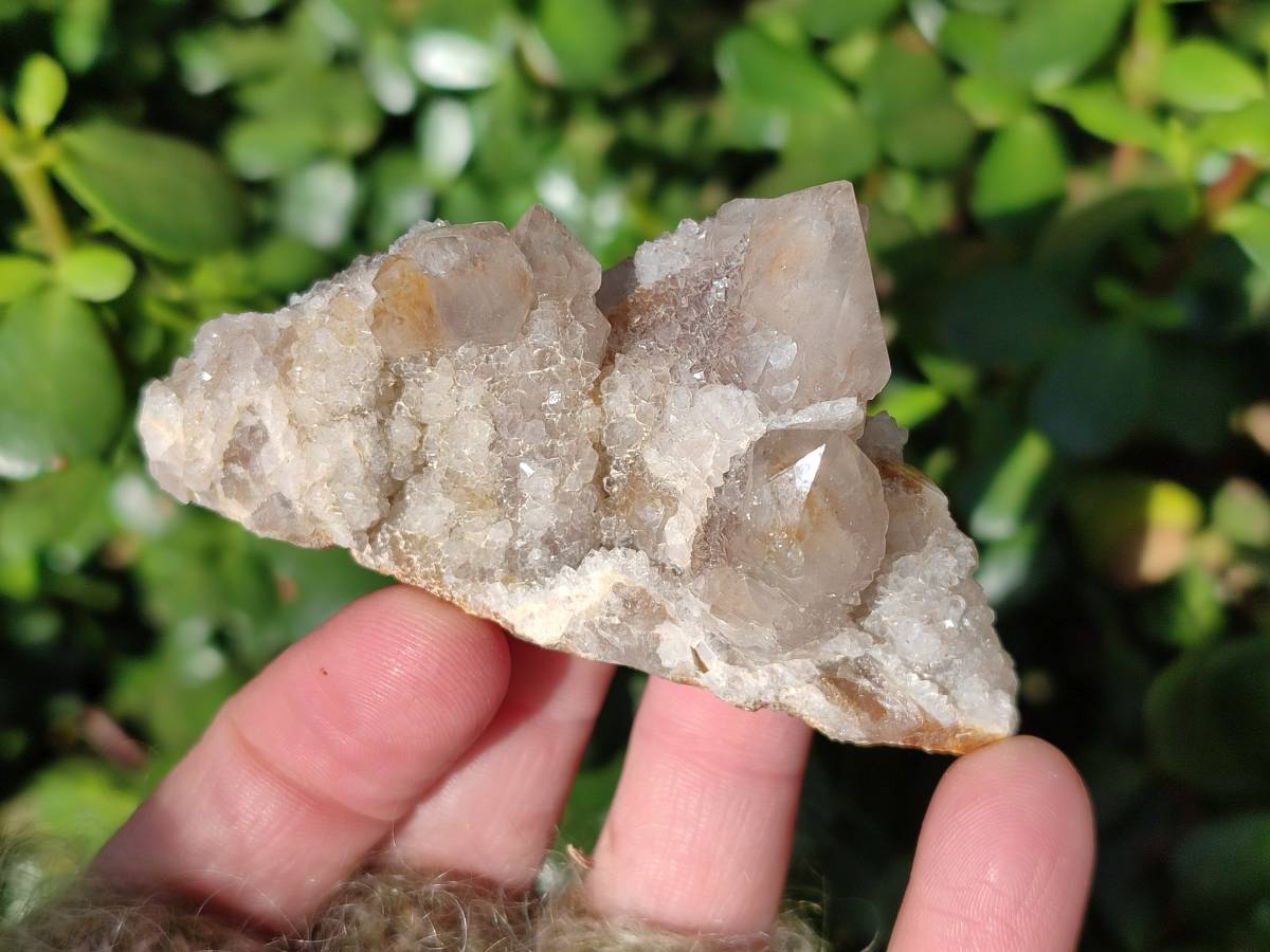 Natural Fairy Spirit Quartz Clusters x 12 From Boekenhouthoek, South Africa - Toprock Gemstones and Minerals 