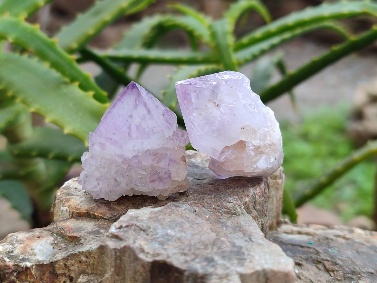 Natural Amethyst Spirit Quartz Crystals x 70 From Boekenhouthoek, South Africa - Toprock Gemstones and Minerals 