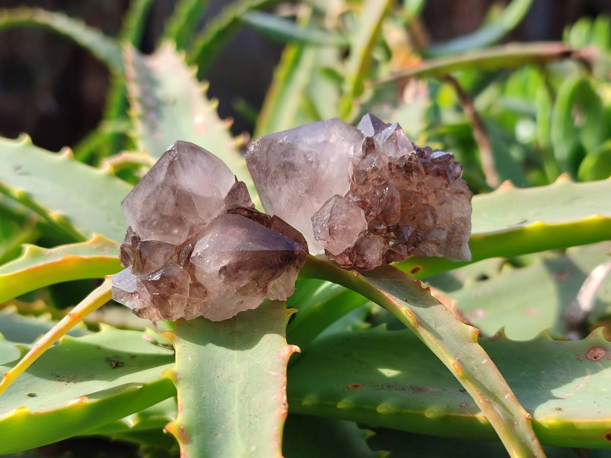 Natural Amethyst Spirit Quartz Crystals x 35 From Boekenhouthoek, South Africa - Toprock Gemstones and Minerals 