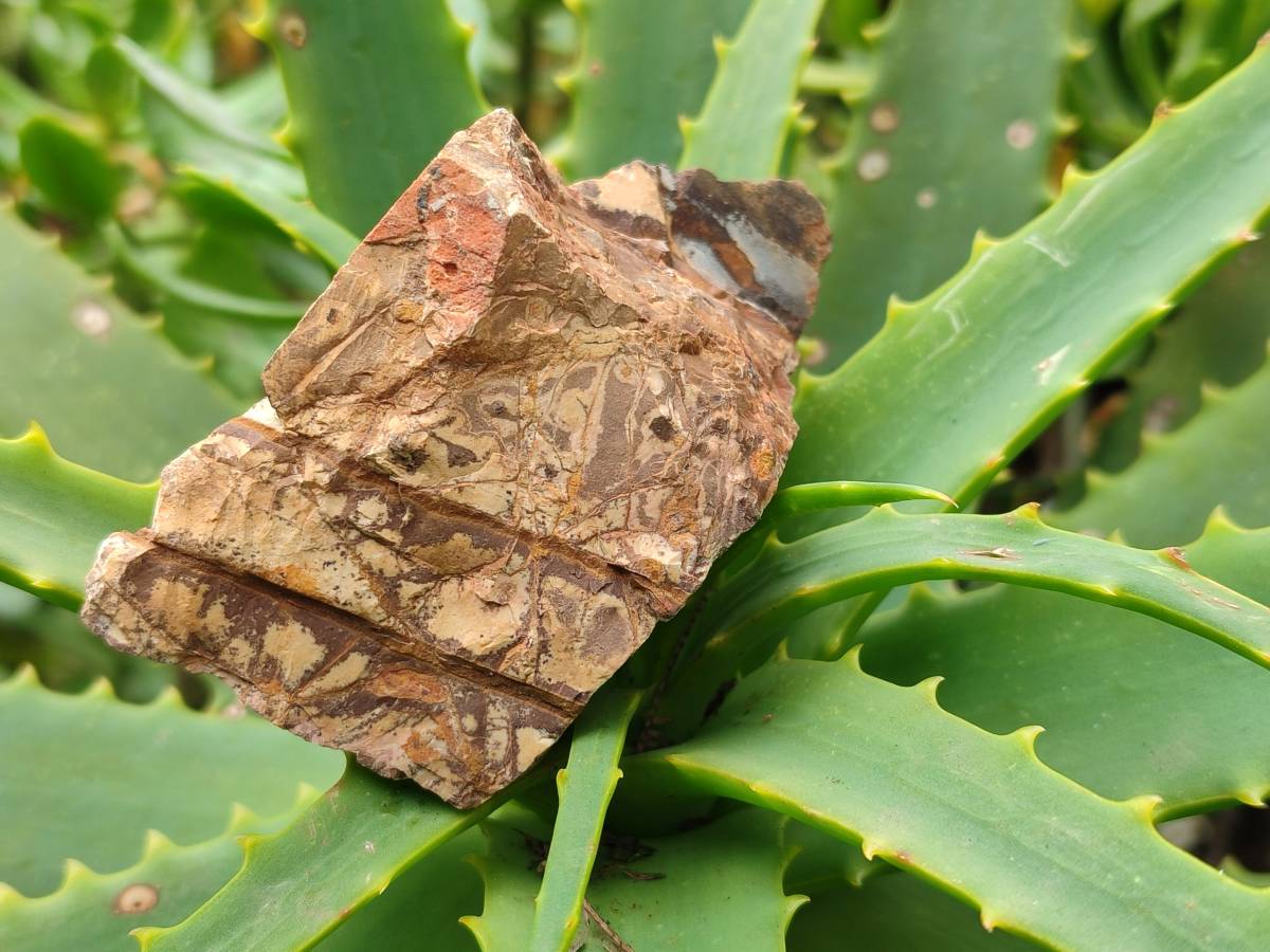 Natural Nguni Jasper Cobbed Specimens x 24 From Prieska, South Africa - Toprock Gemstones and Minerals 