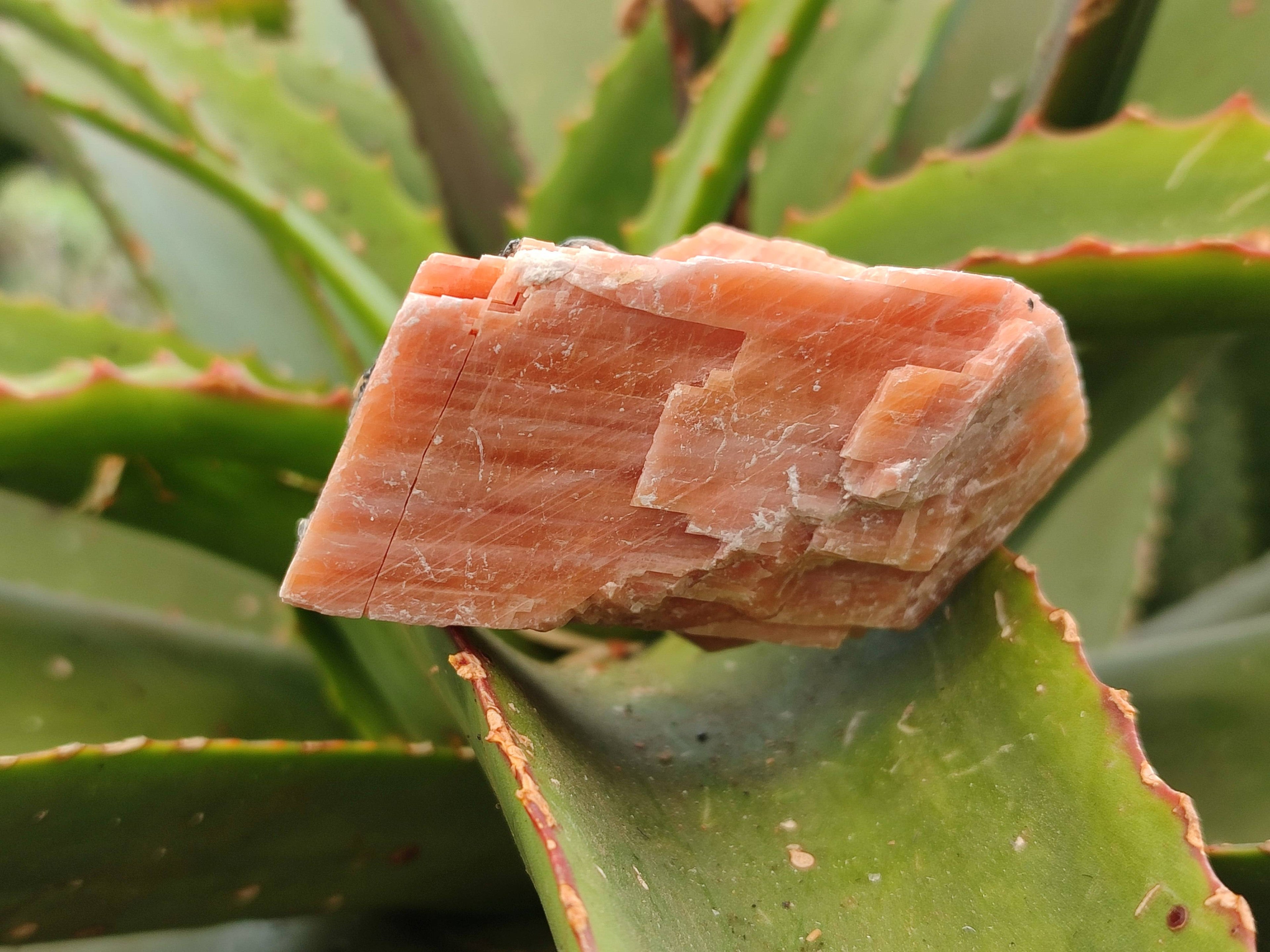 Natural Sunset Orange Calcite Specimens x 12 From Spitzkop, Namibia - Toprock Gemstones and Minerals 