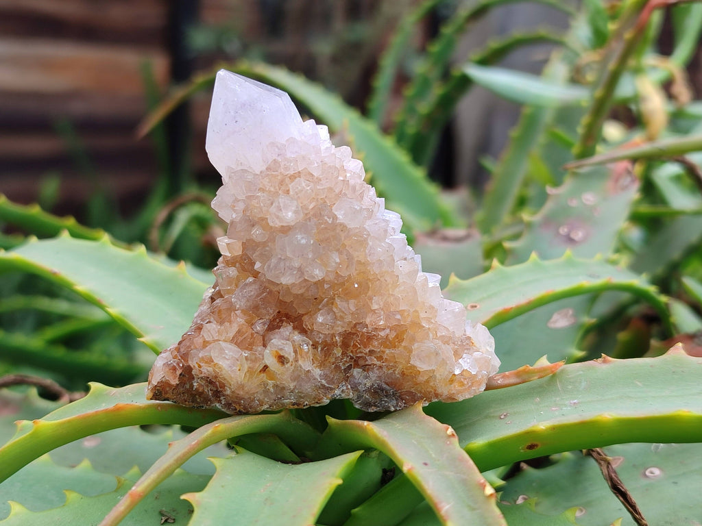 Natural Golden Limonite Coated Spirit Quartz Clusters x 12 From Boekenhouthoek, South Africa - Toprock Gemstones and Minerals 