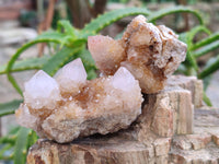 Natural Golden Limonite Coated Spirit Quartz Clusters x 12 From Boekenhouthoek, South Africa