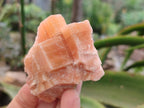 Natural Sunset Orange Calcite Specimens x 12 From Spitzkop, Namibia - Toprock Gemstones and Minerals 