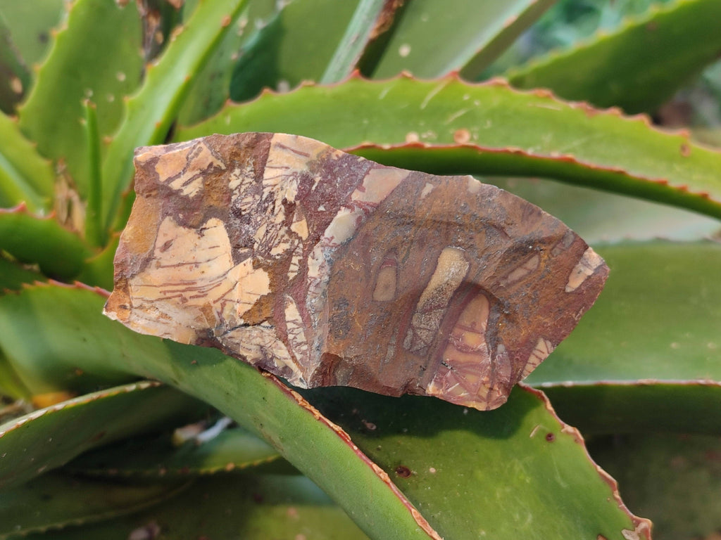 Natural Selected Nguni Jasper Cobbed Specimens x 12 From Prieska, South Africa - Toprock Gemstones and Minerals 