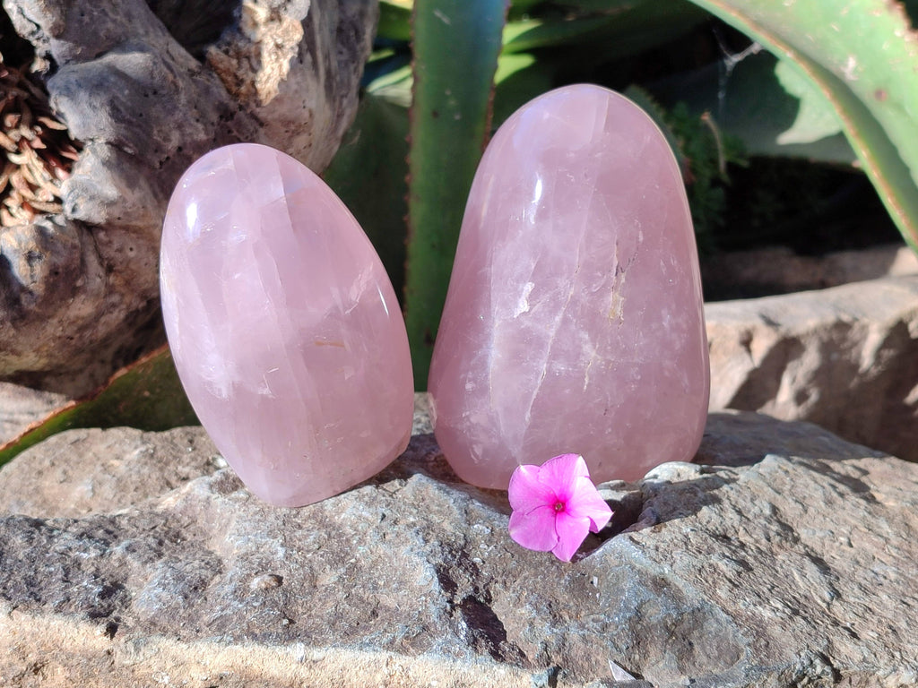 Polished Rose Quartz Standing Free Forms x 2 Madagascar - Toprock Gemstones and Minerals 
