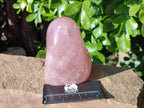 Polished Rose Quartz Standing Free Forms x 2 Madagascar - Toprock Gemstones and Minerals 