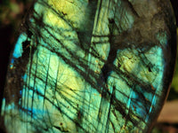 Polished Labradorite Standing Free Forms x 2 From Tulear, Madagascar - Toprock Gemstones and Minerals 
