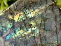 Polished Labradorite Standing Free Forms x 2 From Tulear, Madagascar - Toprock Gemstones and Minerals 