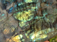 Polished Labradorite Standing Free Forms x 2 From Tulear, Madagascar - Toprock Gemstones and Minerals 