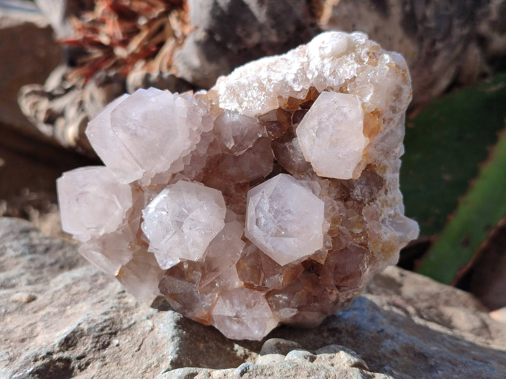 Natural Smokey Cactus Spirit Quartz Clusters x 2 From South Africa - Toprock Gemstones and Minerals 