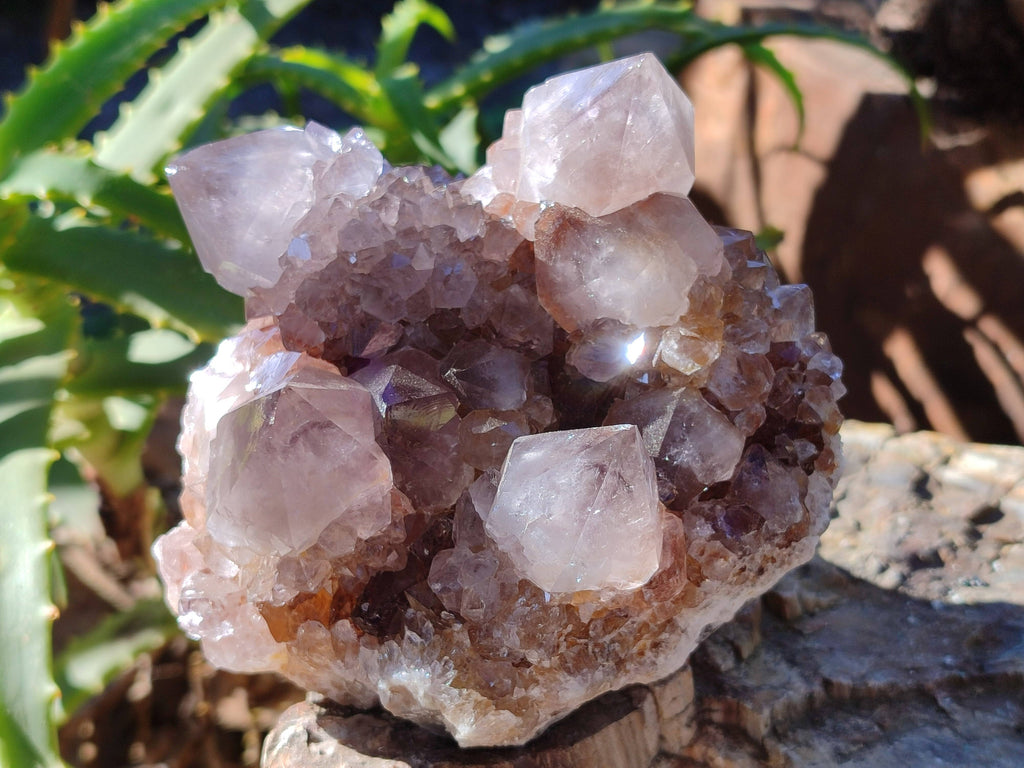 Natural Smokey Cactus Spirit Quartz Clusters x 2 From South Africa - Toprock Gemstones and Minerals 
