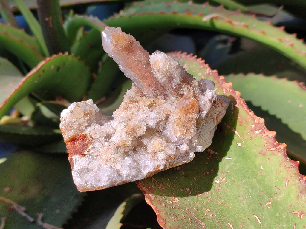 Natural Golden Limonite Coated Spirit Quartz Clusters x 6 From Boekenhouthoek, South Africa - Toprock Gemstones and Minerals 