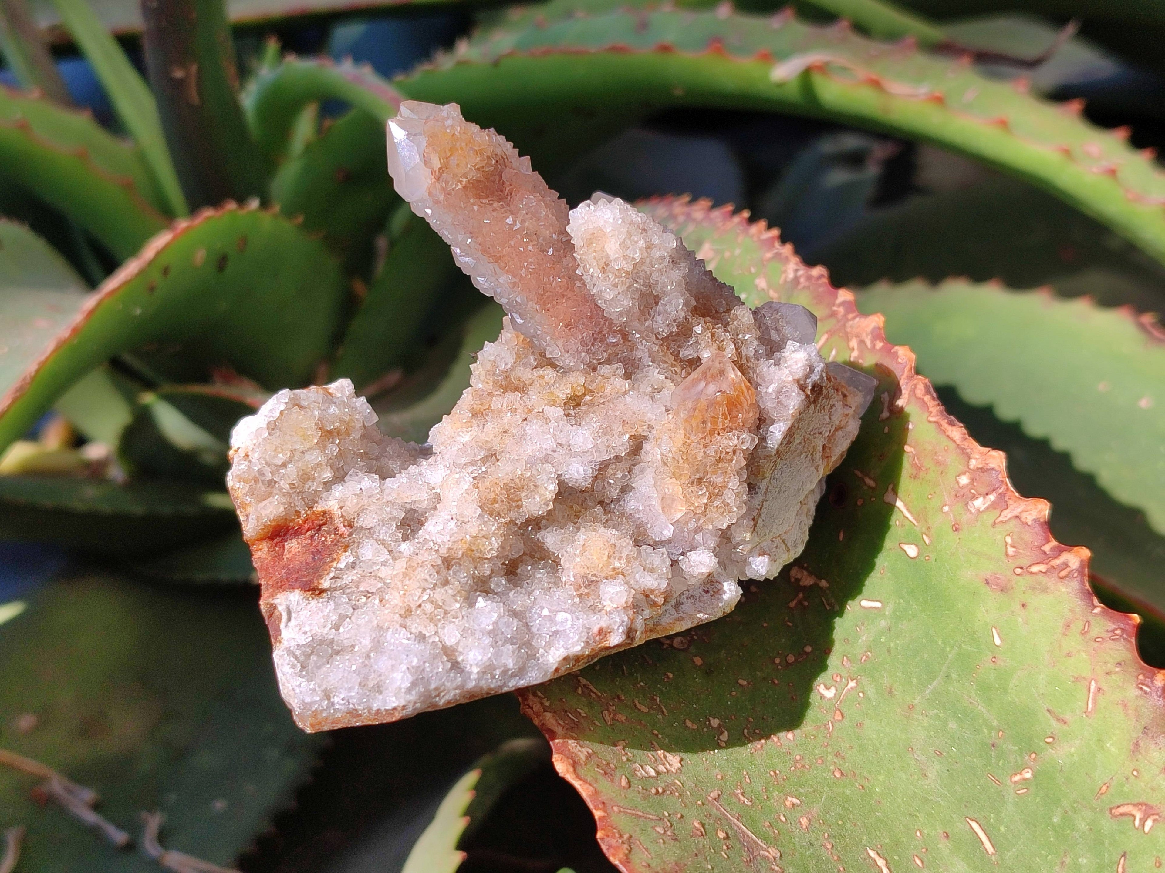 Natural Golden Limonite Coated Spirit Quartz Clusters x 6 From Boekenhouthoek, South Africa - Toprock Gemstones and Minerals 