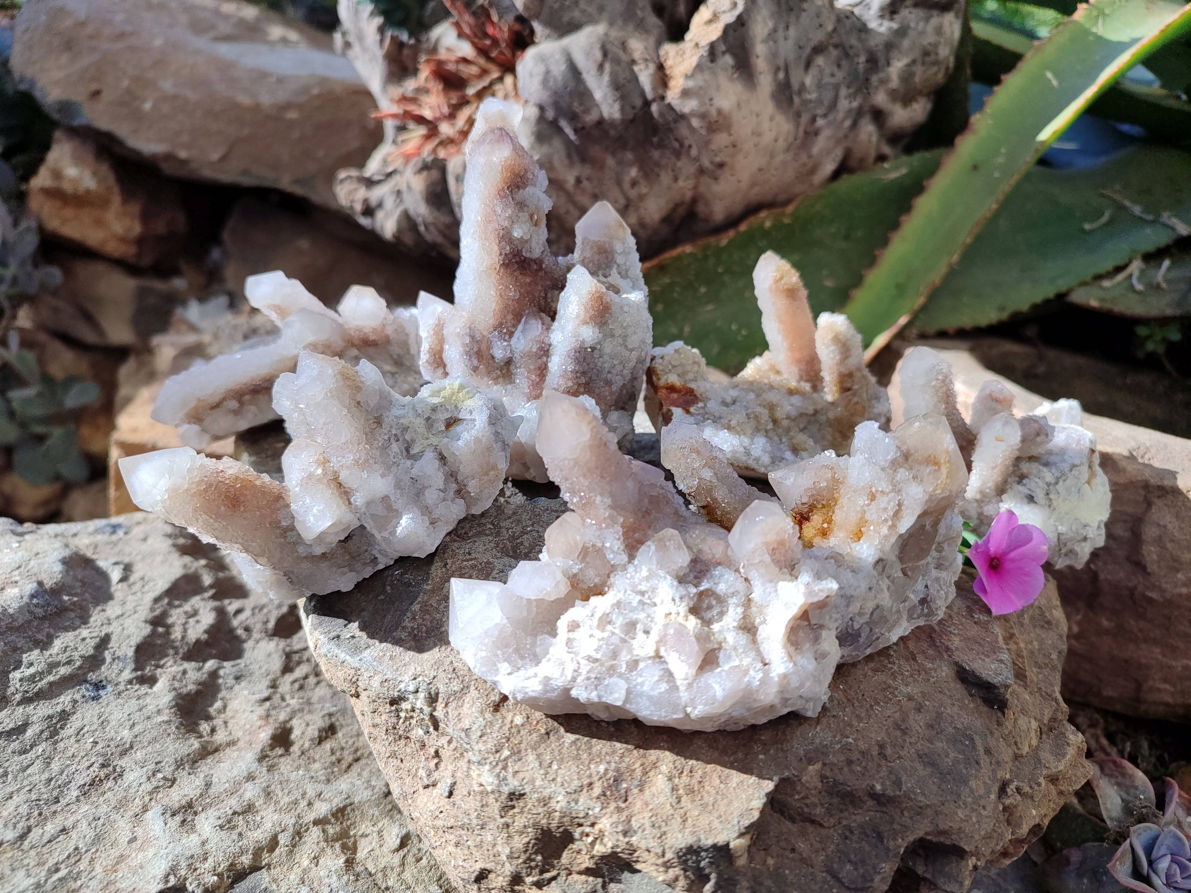 Natural Golden Limonite Coated Spirit Quartz Clusters x 6 From Boekenhouthoek, South Africa - Toprock Gemstones and Minerals 