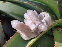Natural Golden Limonite Coated Spirit Quartz Clusters x 6 From Boekenhouthoek, South Africa