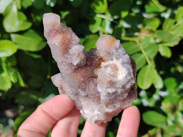 Natural Golden Limonite Coated Spirit Quartz Clusters x 6 From Boekenhouthoek, South Africa