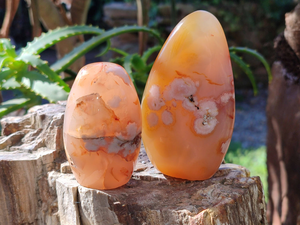 Polished Fossil Flower Agate Standing Free Forms x 6 From Antsahalova, Madagascar - Toprock Gemstones and Minerals 