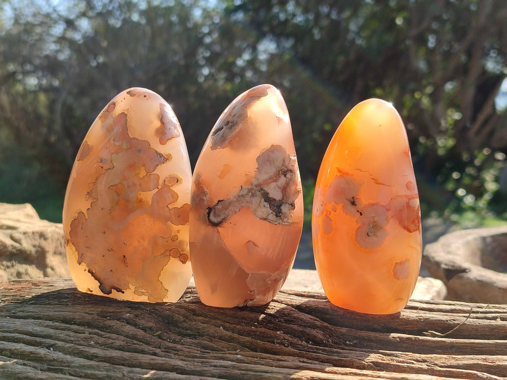 Polished Fossil Flower Agate Standing Free Forms x 6 From Antsahalova, Madagascar - Toprock Gemstones and Minerals 