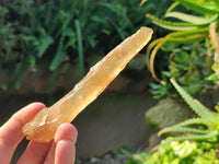 Natural Honey Aragonite Etched Pieces x 35 From Namibia