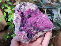 Natural Drusy Salrose on Dolomite Matrix Specimen x 1 From Kakanda, Congo
