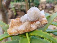 Natural Limonite Coated Fairy Spirit Quartz Clusters x 12 From Boekenhouthoek, South Africa