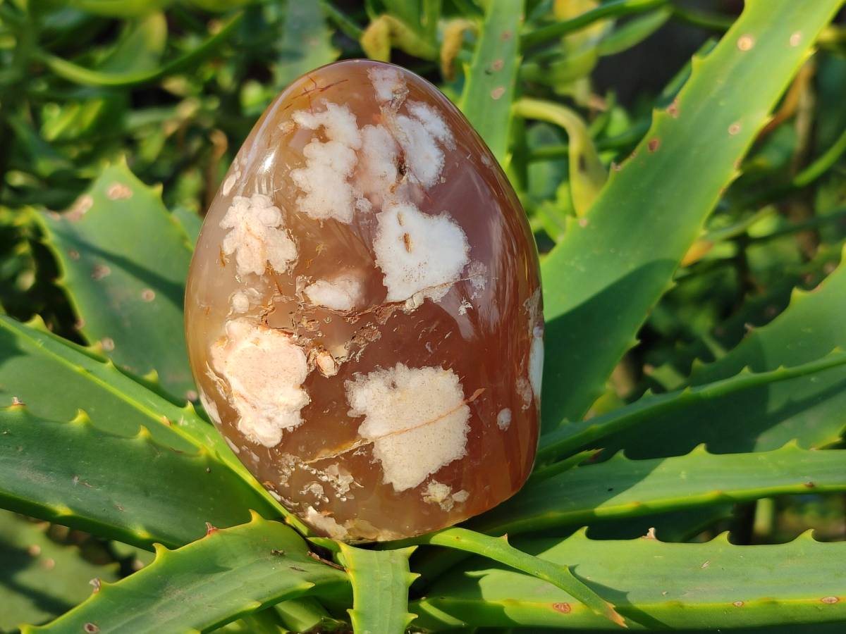 Polished Mixed Agate Free Forms x 4 From Madagascar - Toprock Gemstones and Minerals 