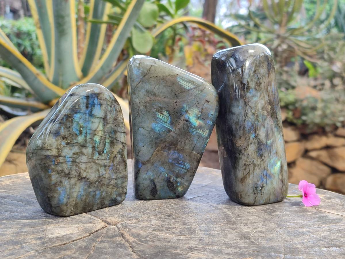 Polished Labradorite Standing Free Forms x 3 From Tulear, Madagascar - Toprock Gemstones and Minerals 