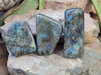 Polished Labradorite Standing Free Forms x 3 From Tulear, Madagascar - Toprock Gemstones and Minerals 
