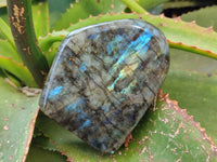 Polished Labradorite Standing Free Forms x 3 From Tulear, Madagascar - Toprock Gemstones and Minerals 